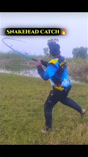 Powerful Snakehead Attack 🔥 | Fishing Short