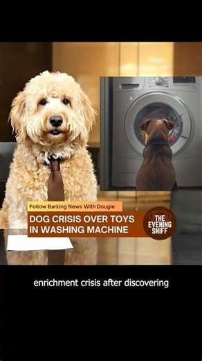 Dog Crisis Over Toys In Washing Machine! #dogcomedy