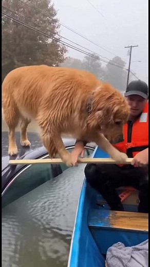 3M views · 13K reactions | Cute doggy rescued during the flood Kind man saves the pup from flood #rescue #dog #fblifestyle #AI Generated using Kling AI . . . (For entertainment purposes only. Consult professionals if guidance on activities is presented. No brand affiliation is implied if any are shown. If inspired by true events, creative adaptations may be included. Content may include public footage.) | Fabiosa Kindness in Action | Facebook
