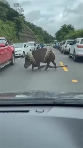 Babur Munir on Instagram: "The Ultimate Standoff: Giant Snake vs. Tapir on a Busy Highway! 🐍#wildlife #snake #anaconda #tapir #animals"