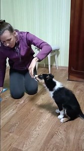 Teach Your Puppy to Stay Calm While You Clean the House | Calm Puppy Training