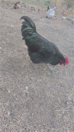 The Most Majestic Rooster You’ll See Today