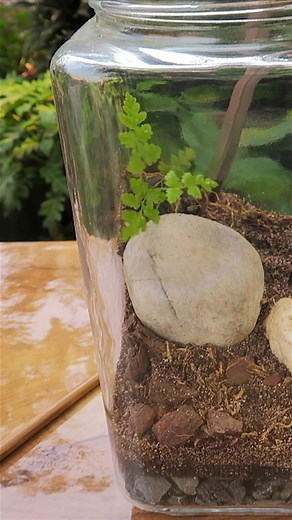 1.9M views · 24K reactions | Native terrarium#native #terrarium | The Urban Nemophilist | Facebook