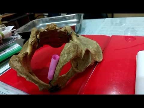 Pudendal Nerve: Course & Branches Explained