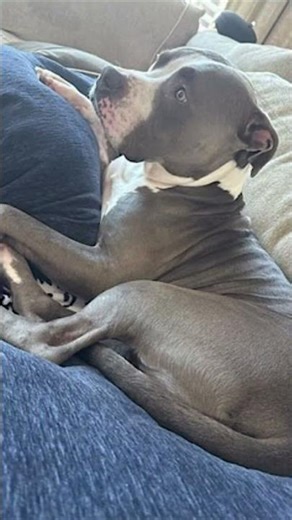 🐕 Meet Bleux! 🐾