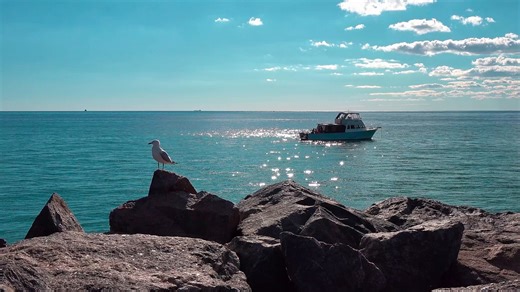 Kuş Martı Bot - Free video on Pixabay