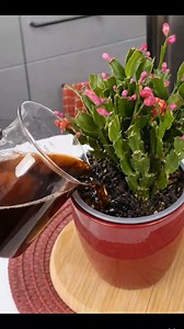 Coffee for Christmas Cactus ☕🌸 | Indoor Garden Plants