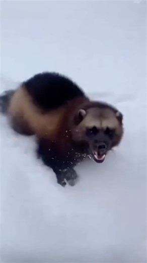 Wolverine Suddenly Charges From Snow ❄️😳