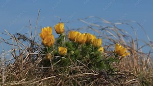 Spring or yellow pheasant's eye (adonis vernalis), also known as false hellebore in the spring breeze. Beautiful, but poisonous flower captured on the Pannonian Basin. Golden hour, afternoon sunshine.