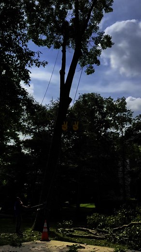 Roping Backyard Oak Tree 💪🪵🦅🌳😎 #oldschool #treeclimber #rigging | Climbing-Spur Tree Service