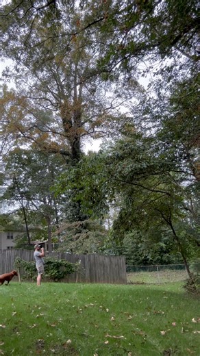 It looks like Sully is just as excited to hear “Stapleton” and see how he does as this season’s travel duck call! #duckcall #handmade #woodworking | B.S. Calls