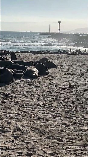 Sea lions at Silver Strand Beach, Oxnard.