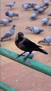 Crow video shot _ canon R6 Mark 2