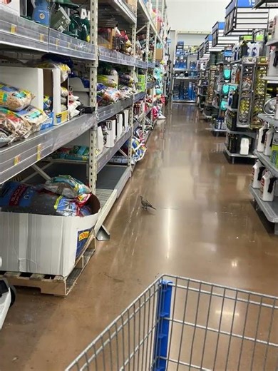 How Did a Bird Get Inside Walmart? 🐦🤯 #shorts #youtube #birds #walmart