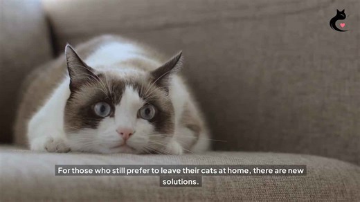 Taking Your Cat on Vacation Just Became a Reality