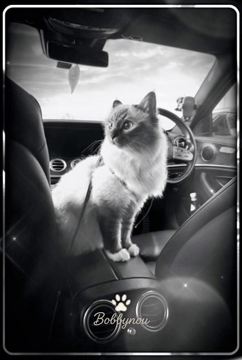 Exploring Life's Adventures with Bobbynou
