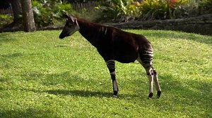 En Fauna Silvestre de Nicaragua continuamos presentándoles animales muy raros y exóticos, en este caso este mamífero de las selvas Africanas muy poco conocido pero muy interesante por las características que tiene. Saludos. | FAUNA SILVESTRE DE NICARAGUA