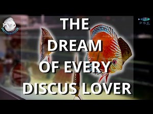 OUTSTANDING WILD DISCUS AT SANTARÉM DISCUS PLUS(discus fish)