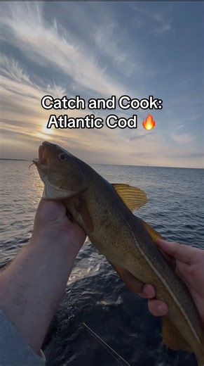 Catch and Cook: Delicious Atlantic Cod Recipe