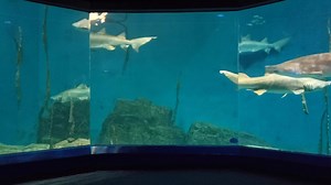 1.5K views · 73 reactions | It's oFISHally Shark Week! Kick it off by checking out this virutal keeper talk featuring The Maritime Aquarium's 6 sand tiger sharks 麗 | The Maritime Aquarium at Norwalk | Facebook