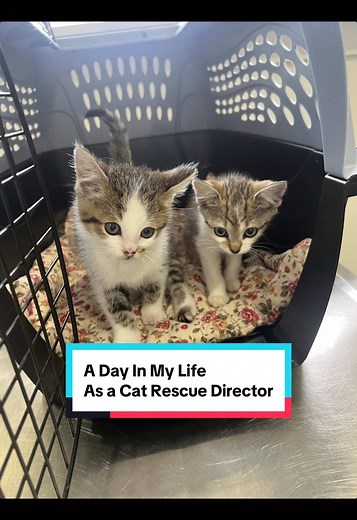 A Day in My Life as a Cat Rescue Director