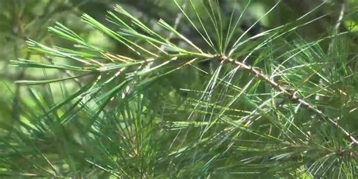 This Day in Michigan History: White pine tree becomes state tree
