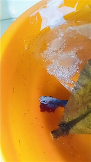 Betta fish fry / Betta breeding/ #betta#bettafry#bettabreeding#bettatank#bettafishcare#fishfry#koi