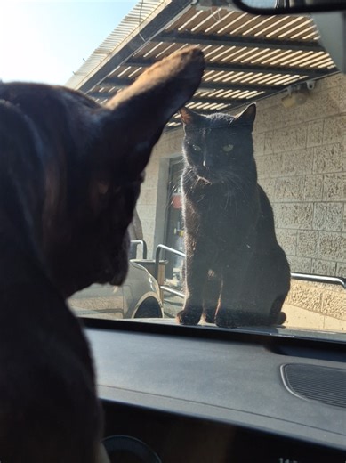 Meet the Ultimate Cat with a Terminator Look