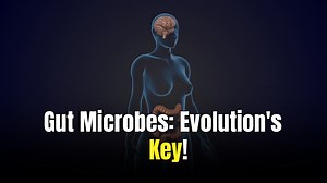 Gut microbes are reshaping how scientists think about brain evolution