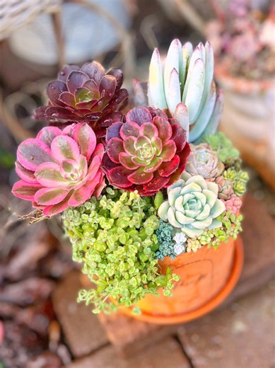 アエオニウム主役の寄せ植え💕#多肉植物 #多肉寄せ植え #succulent #garden