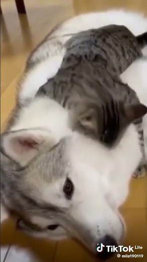 A cat hugs a dog