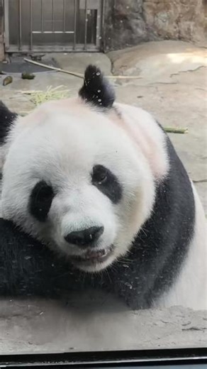 大熊猫萌萌“发呆和贴贴”