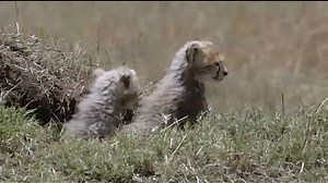 African.Cats.2011.DVDRip.Fonekat.Net