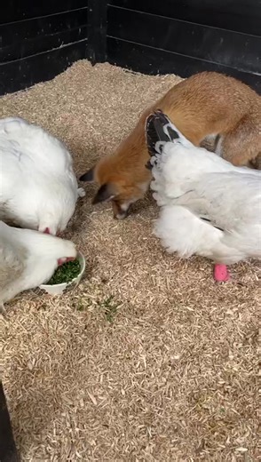Unlikely Animal Friendship: Chickens and Foxes Compilation