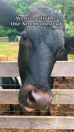 OneAcreHomestead on TikTok