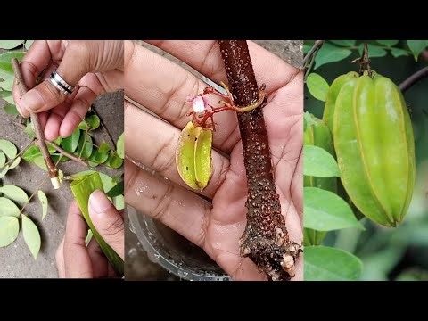how to grow star fruit plant for cutting