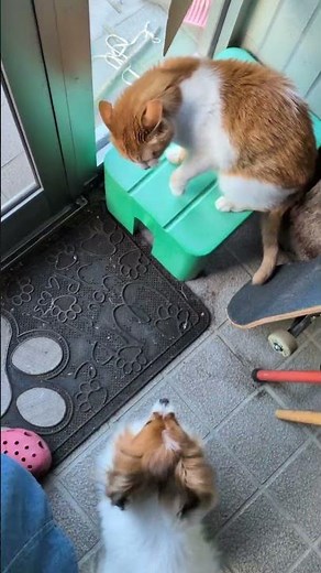 よくみて。関係性がよくわかる。黒猫ウズはやっぱり賢い🧐シュガーの後方待機してる。群の上下関係は大事🩵怒られたから先にでずシュガーがでるの待ってるクーちゃんも賢いのだ💙