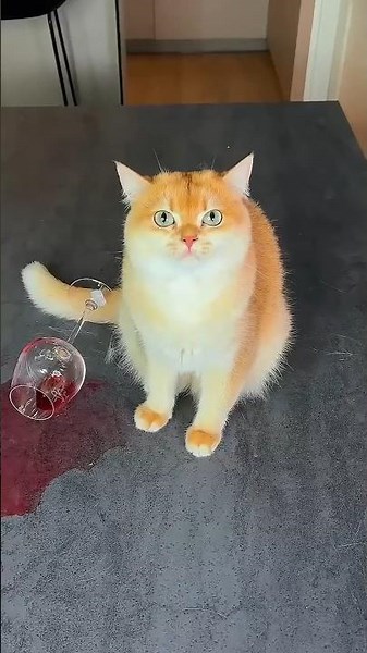 #1million #catshorts #catmemes