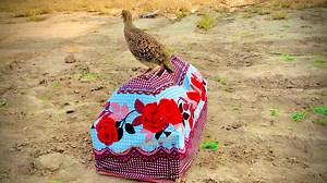 Amazing Call of The Francolin Bird #Teetar #Francolin #birds | Teetar Francolin bird