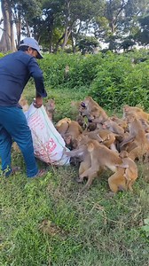 Hungry monkey feeding food Happy monkey family 😀#monkeyvideo #viralreels 00631 | Mini Dogs Fun