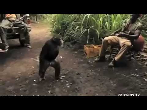 Monkey With AK-47 Full video