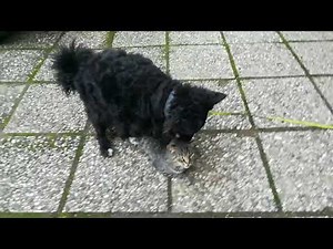 Dog and cat making love - part2