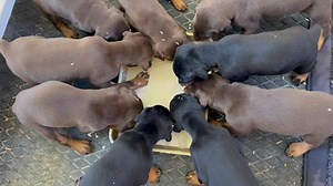 46K views · 2.5K reactions | Kallie’s almost 4 week old Doberman puppies had their first big dog breakfast. They loved their warm goats milk formula and puppy gruel. | Unique Dobermans | Facebook