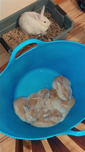 Snow baby bunnies cuddle puddle in a soft blue bucket
