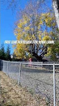 Are Mulched Autumn Leaves Good for the Lawn? #lawncare #tipsandtricks #backyardgardening #leaves