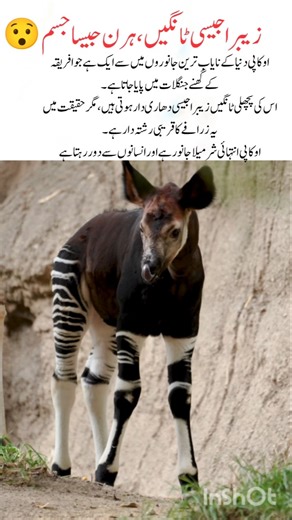 Okapi: The Mysterious Animal with Zebra Legs#naturefacts#wildlife#nature#shorts