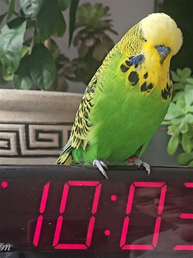Understanding Daylight Saving Time Changes in North America
