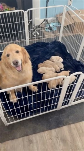 FXW Homeplus Unleashed Indoor Dog Playpen – The Ultimate Safe Haven for Puppies & Small Dogs