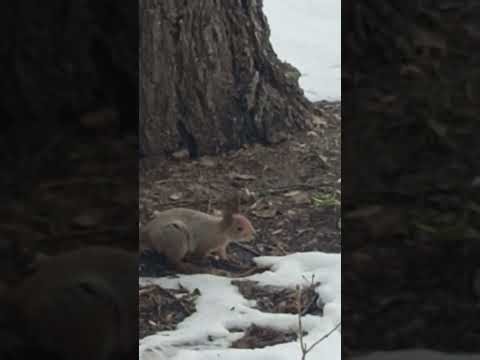 OBSERVING A SQUIRREL IN RUSSIAN SPRING