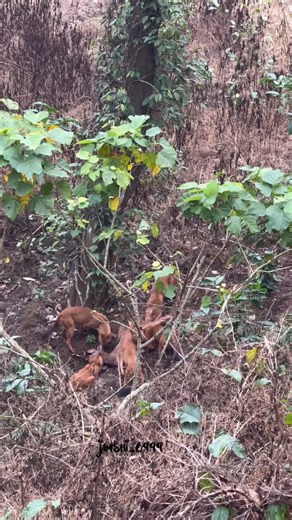 Jamsheer Bashi on Instagram: "Indian wild dog commonly known as dhole is a wild terror dog and threatens to chase away the tiger as it subdues and eats the prey. These wild dogs can be seen in kerala these antagonists are roaming in the forests of wayamad, periyar,nelliyampathi palakkad wide of kerala #wilddog #kerala #nelliyampathy #palakkad #wildlifephotography #wildlife #wildanimal #nelliyampathyhills🌲🌳 #nelliyampathi"